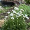 Morning Star White Armeria -BloomNest Shop armeria maritima morning star white garden