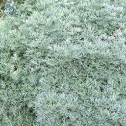 Powis Castle Artemisia 9 Powis Castle Artemisia -BloomNest Shop artemisia powis castle close denver botanic