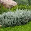Seafoam Artemisia -BloomNest Shop artemisia versicolor sea foam david.winger plant select cropped