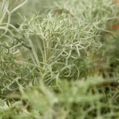 Seafoam Artemisia -BloomNest Shop artemisia versicolor seafoam