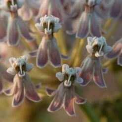 California Narrow Leaf Milkweed -BloomNest Shop asclepias fascicularis santa monica trails council 2 cropped