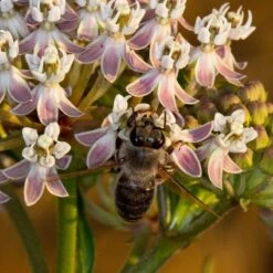 California Narrow Leaf Milkweed -BloomNest Shop asclepias fascicularis santa monica trails council 3 cropped