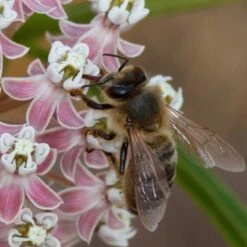 California Narrow Leaf Milkweed -BloomNest Shop asclepias fascicularis santa monica trails council 4 cropped