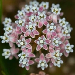 California Narrow Leaf Milkweed -BloomNest Shop asclepias fascicularis santa monica trails council 5 cropped