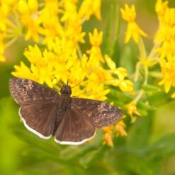 Hello Yellow Butterfly Weed 8 Hello Yellow Butterfly Weed -BloomNest Shop asclepias hello yellow milkweed blooms