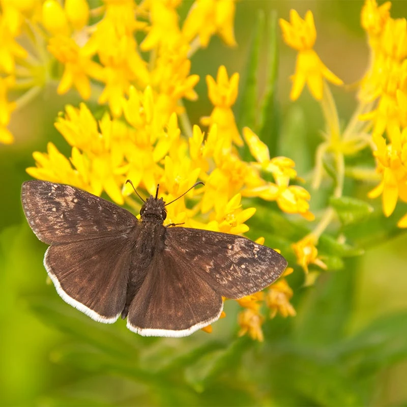 Hello Yellow Butterfly Weed 5 Hello Yellow Butterfly Weed - Image 3