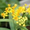 Hello Yellow Butterfly Weed -BloomNest Shop asclepias hello yellow milkweed