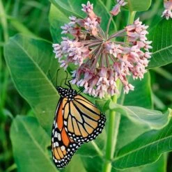Common Milkweed -BloomNest Shop asclepias syriaca 1