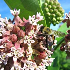 Common Milkweed -BloomNest Shop asclepias syriaca 2