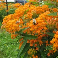 Butterfly Weed (Clay Form) -BloomNest Shop asclepias tuberosa butterfly weed 2 1