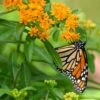 Butterfly Weed (Clay Form) 2 Butterfly Weed (Clay Form) -BloomNest Shop asclepias tuberosa monarch butterly hblbjxx