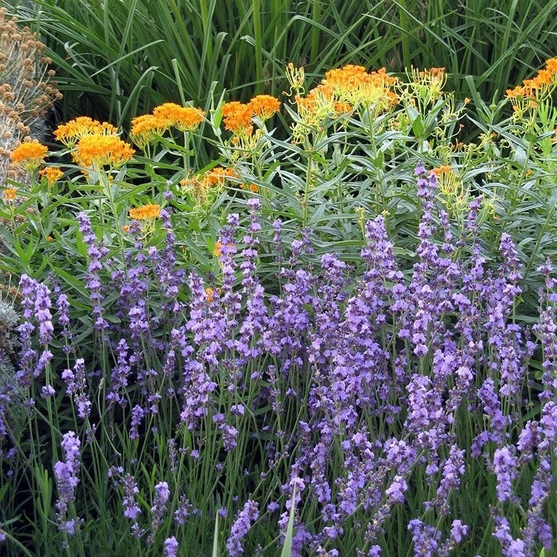 Sharon Roberts English Lavender 7 Sharon Roberts English Lavender - Image 5