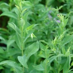 Bluebird Smooth Aster 9 Bluebird Smooth Aster -BloomNest Shop ast laev bluebird foliage northcreek nurseries cropped