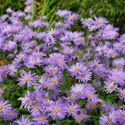 Monch Frikart's Aster -BloomNest Shop aster x frikartii m nch flowers garden