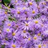 Monch Frikart's Aster 1 Monch Frikart's Aster -BloomNest Shop aster x frikartii m nch garden