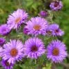 Purple Dome New England Aster -BloomNest Shop aster purple dome close up cropp