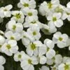 Axcent™ White Aubrieta 2 Axcent™ White Aubrieta -BloomNest Shop aubrieta axcent white 1