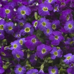 Axcentâ„¢ Deep Purple Aubrieta