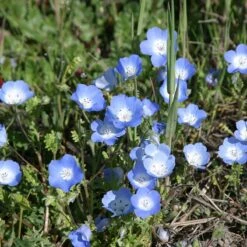 Alternative Lawn Wildflower Seed Mix -BloomNest Shop baby blue eyes 1