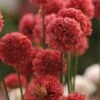 Ballerina Red Armeria 2 Ballerina Red Armeria -BloomNest Shop ballerina red armeria 1