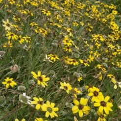 Mora County Chocolate Flower Mix (Berlandiera) -BloomNest Shop berlandiera lyrata david.winger cropped 2