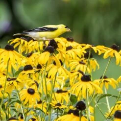Goldsturm Black Eyed Susan -BloomNest Shop bird rudbeckia goldsturm web 2