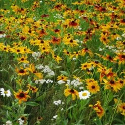 Dry Area Wildflower Seed Mix 10 Dry Area Wildflower Seed Mix -BloomNest Shop black eyed susan gloriosa daisy yarrow