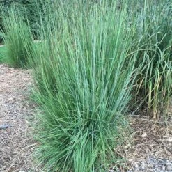 Blaze Little Bluestem Grass -BloomNest Shop blaze little bluestem credit hoffmannursery