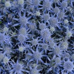 Blue Glitter Sea Holly (Eryngium) 10 Blue Glitter Sea Holly (Eryngium) -BloomNest Shop blue glitter sea holly 2