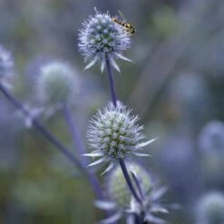 Blue Glitter Sea Holly (Eryngium) 9 Blue Glitter Sea Holly (Eryngium) -BloomNest Shop blue glitter sea holly