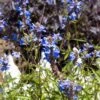 Blue Spike Salvia 2 Blue Spike Salvia -BloomNest Shop bog sage salvia uliginosa cropped 3