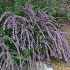 Silver Spring Blooming Butterfly Bush (Buddleia) 7 Silver Spring Blooming Butterfly Bush (Buddleia) -BloomNest Shop buddleia alternafolia argentea cascading branches