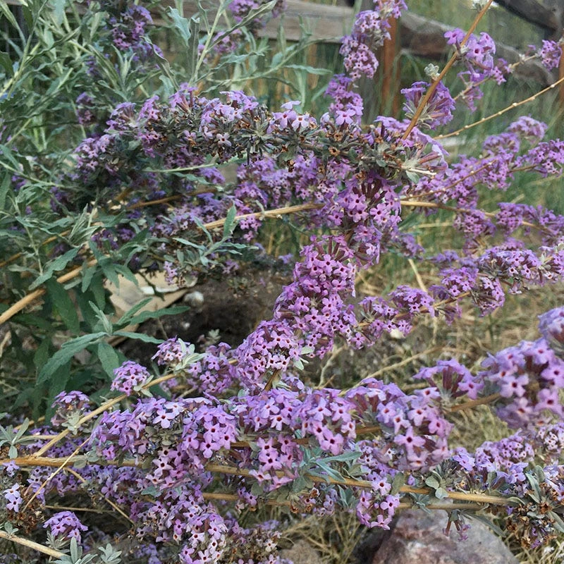 Silver Spring Blooming Butterfly Bush (Buddleia) 6 Silver Spring Blooming Butterfly Bush (Buddleia) - Image 4