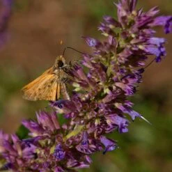 Blue Blazes Agastache 11 Blue Blazes Agastache -BloomNest Shop butterfly on blue blazes hyssop