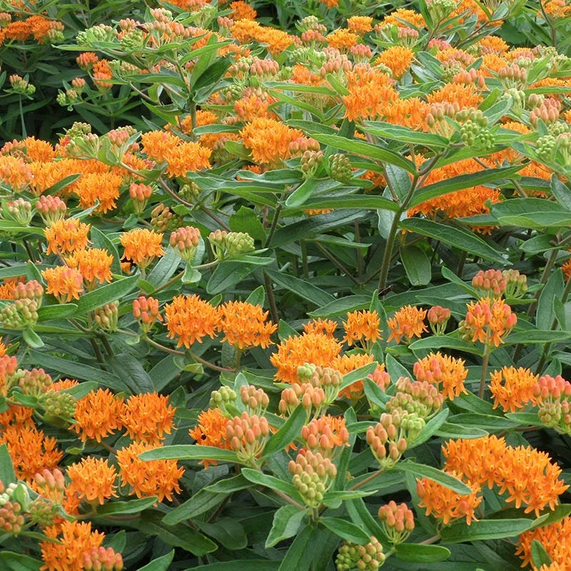 Butterfly Weed 7 Butterfly Weed - Image 5