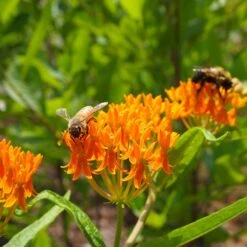 Butterfly Weed (Clay Form) -BloomNest Shop butterfly weed asclepias tuberosa garden
