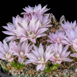 Miniature Chin Cactus (Gymnocalycium)