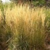 Karl Foerster Feather Reed Grass -BloomNest Shop calamagrostis acutiflora karl foerster grass 3