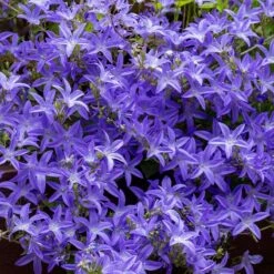 Blue Waterfall Bellflower (Campanula)