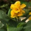 CannaSol™ Happy Emily® Canna Lily 1 CannaSol™ Happy Emily® Canna Lily -BloomNest Shop canna cannasol series canna lily yellow happy emily in pot cropped