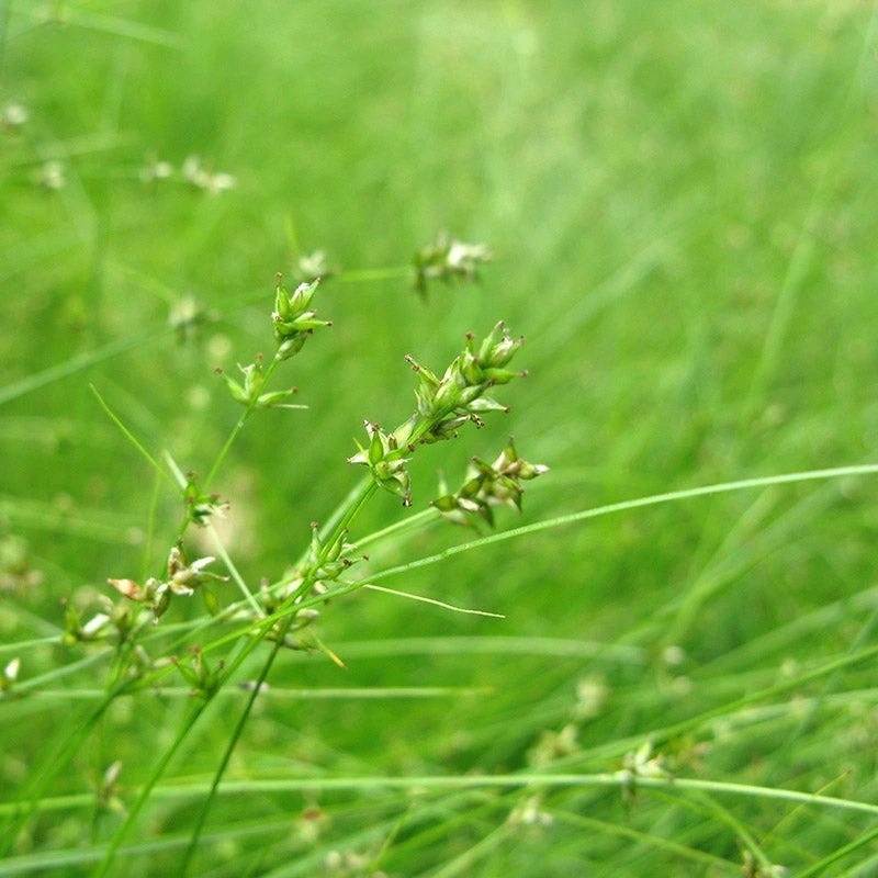 Appalachian Sedge 4 Appalachian Sedge - Image 2