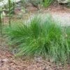 Appalachian Sedge -BloomNest Shop carex appalachica hoffman cropped 2 2
