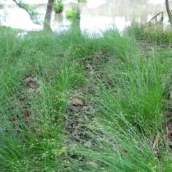 Appalachian Sedge 7 Appalachian Sedge -BloomNest Shop carex appalachica hoffman cropped 3 1