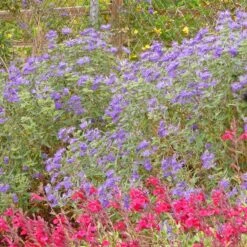 Dark Knight Caryopteris -BloomNest Shop caryopteris dark knight bush