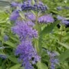 Dark Knight Caryopteris 2 Dark Knight Caryopteris -BloomNest Shop caryopteris dark knight 2
