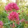 Pink Valerian (Centranthus) -BloomNest Shop centranthus cropped