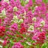 Rosy Trio Valerian Collection (Centranthus) 1 Rosy Trio Valerian Collection (Centranthus) -BloomNest Shop centranthus ruber jupiters beard cropped