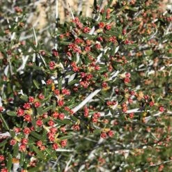 Littleleaf Mountain Mahogany (Cercocarpus) -BloomNest Shop cercocarpus intricatus flowers red