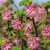 Claremont Flowering Currant (Ribes) -BloomNest Shop claremont flowering currant ribes pink flowers
