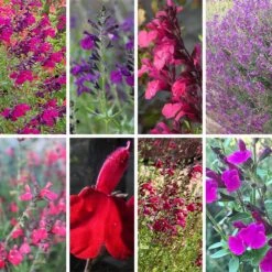 Cold Hardy Rainbow Salvia Collection -BloomNest Shop cold hardy rainbow salvia coll 10 18 23
